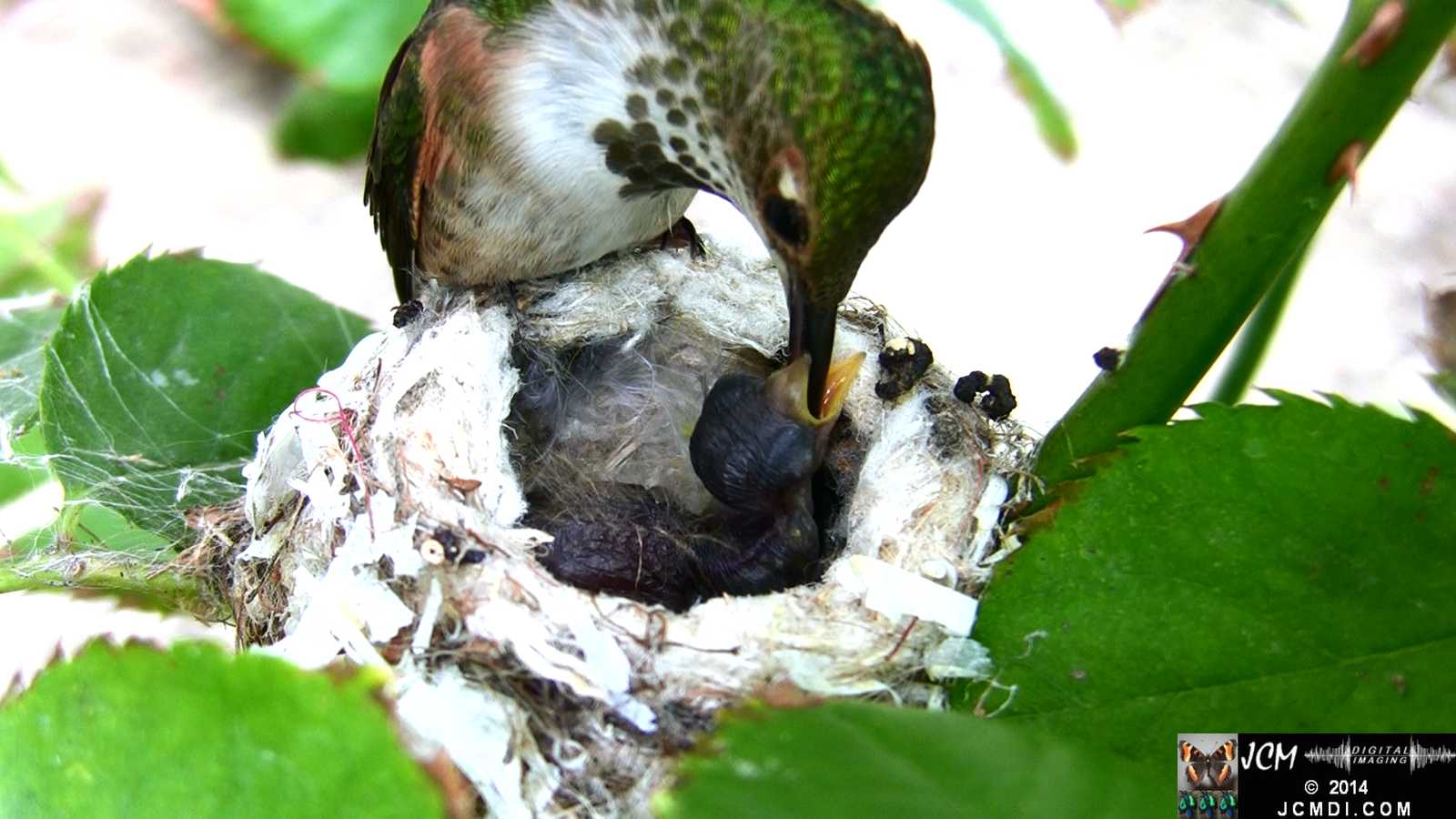 Allens Hummingbird feeding chick 5